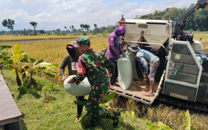 Babinsa Kedondong Dampingi Petani Saat Panen Padi