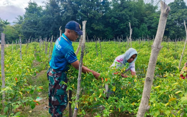 Pos Fatubesi Atas Dukung Ketahanan Pangan dengan Membantu Panen Cabai Warga di Perbatasan