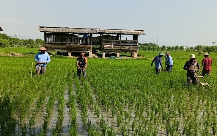 Babinsa Klorogan Turun Tangan Bersihkan Gulma Bersama Petani