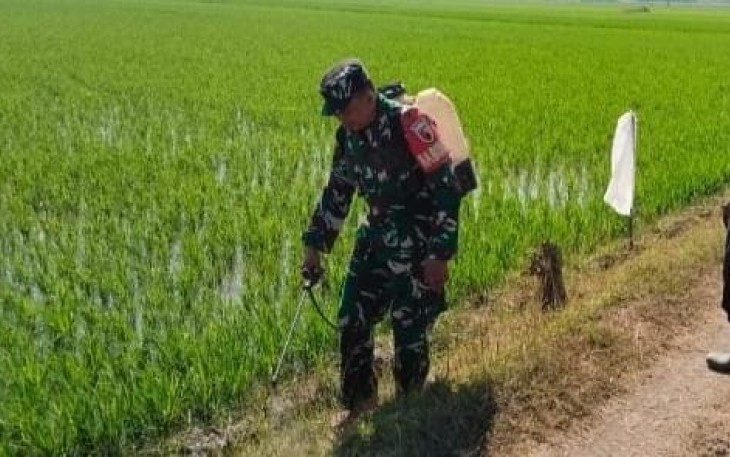 Serka Junaedi bantu semprot gulma
