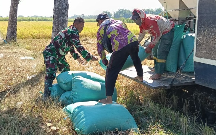 Panen Padi di Banyukambang, Babinsa dan Petani Jaga Ketahanan Pangan dari Sawah