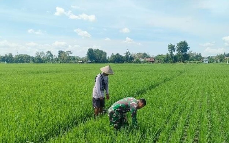 Babinsa Desa Gempolan Dampingi Petani Bersihkan Gulma, Dukung Peningkatan Hasil Panen Padi