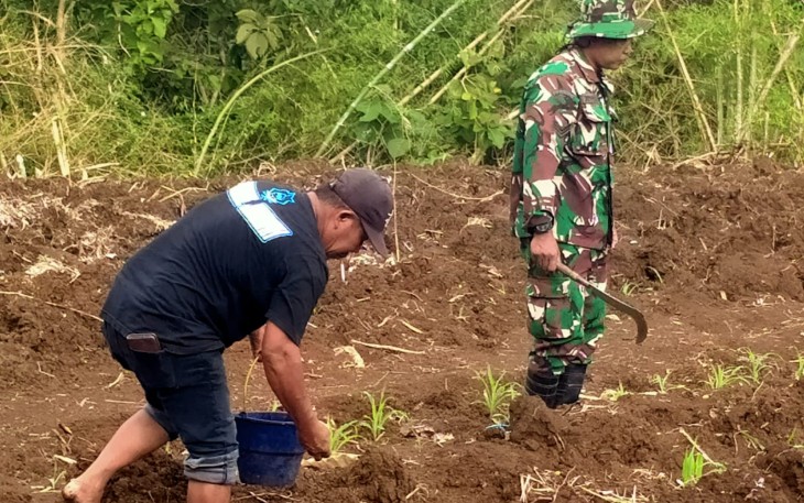 Babinsa Pucanglaban Dampingi Petani Jagung, Dukung Produktivitas dan Ketahanan Pangan