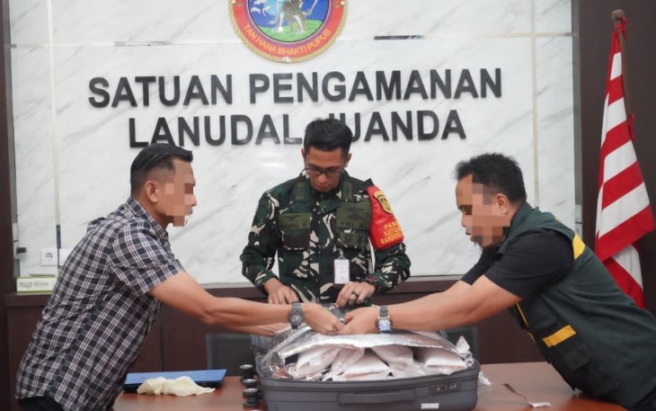 TNI AL Gagalkan Penyelundupan Puluhan Ribu Benih Lobster Jaringan Internasional di Bandara Juanda 