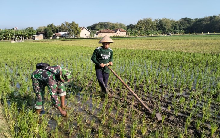 Gulma Disingkirkan, Harapan Panen Padi di Sareng Makin Terjaga