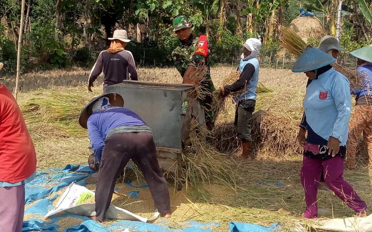 Petani dan Babinsa Balerejo Bergandengan Menuai Hasil