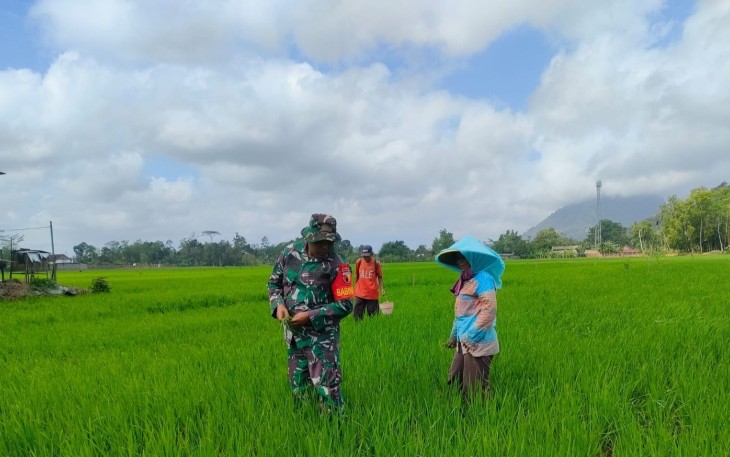 Babinsa Desa Talunkulon Dampingi Petani, Perkuat Ketahanan Pangan Nasional