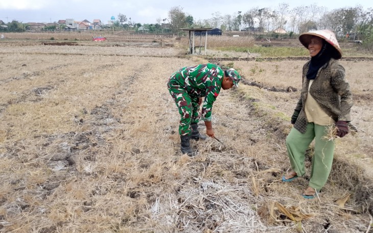 Babinsa Desa Panggunghuni Dampingi Petani Bersihkan Lahan Jagung, Dukung Ketahanan Pangan