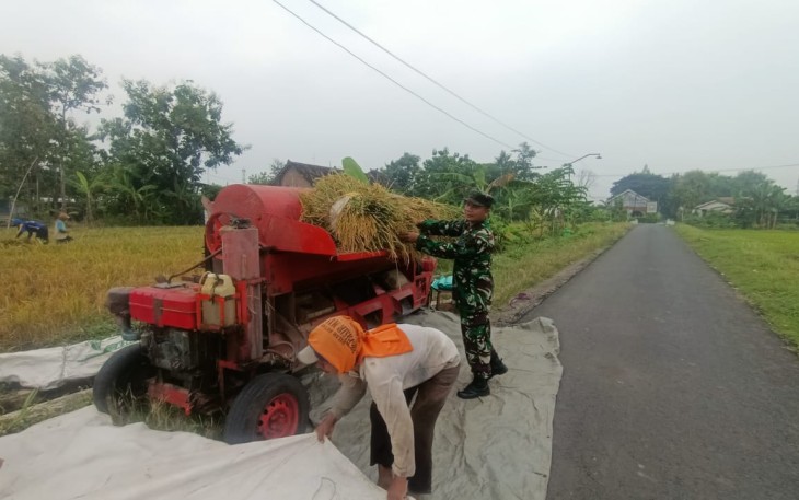Babinsa Kedungmaron Dampingi Petani di Tengah Musim Panen