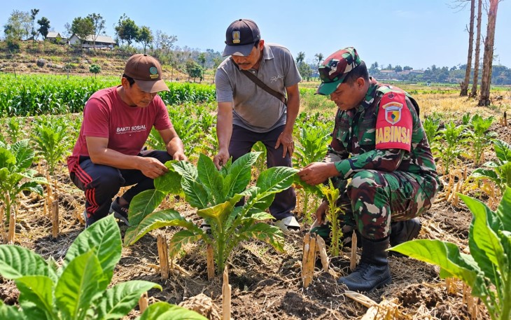 Babinsa dan Petani Cek Tanaman Tembakau, Siapkan Irigasi Perpompaan untuk Dukung Produktivitas