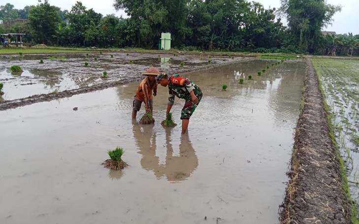 Babinsa Sewulan Dampingi Petani Tanam Padi, Jaga Asa Panen di Musim Tanam