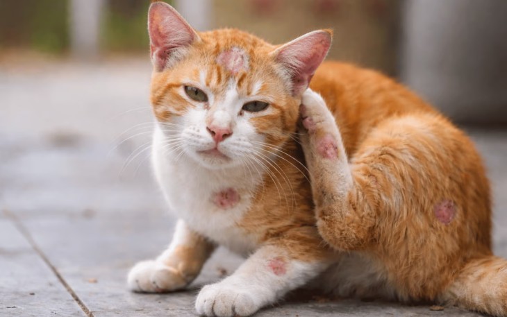Penyebab dan Cara Atasi Jamur Pada Kucing