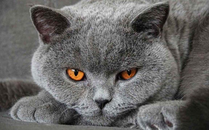 Ras Kucing Abu Abu 