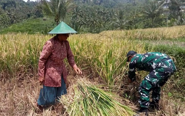 Babinsa Kodim Ponorogo Bantu Panen Padi di Desa Gondowido Kecamatan Ngebel Kabupaten Ponorogo, Minggu (04/01/2026).