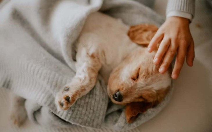 Tanda Anjing Perlu Dibawa ke Dokter Hewan