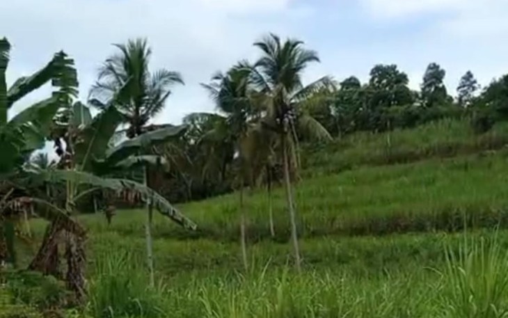 Kondisi lahan yang menjadi objek sengketa antara ahli waris Kartorejo Ngaidin dengan pihak yang disebut sebagai cucu angkat di wilayah Desa Banjarejo, Kecamatan Donomulyo, Kabupaten Malang. (Foto: Edy/Klikwarta.com)