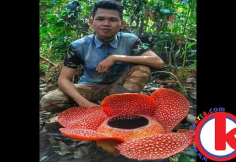 Bunga Rafflesia Mekar di Kebun Warga Kaur
