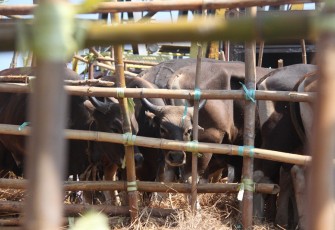 500 sapi asal NTT tiba di Pelabuhan Baai Kota Bengkulu