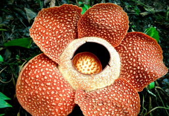 Bunga Rafflesia yang mekar di Rejang Lebong