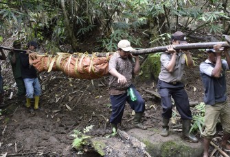 Proses Evakuasi Penemuan Mayat. Foto (Tribratanewsbengkulu.com)