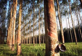 Kebun Karet 
