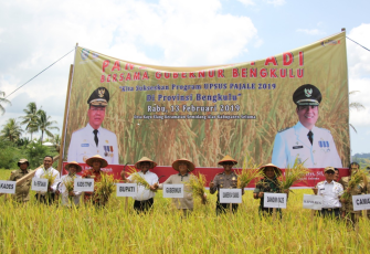 Gubernur Bengkulu Rohidin Mersyah Hadir Dalam Panen Raya di Desa Kayu Elang Kecamatan Kecamatan Semidang Alas Kabupaten Seluma