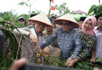 Gubernur Bengkulu Rohidin Mersyah panen kopi bersama Bupati Kepahiang serta masyarakat sidorejo kabawetan Kepahiang.
