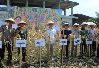 Panen jagung di Kecamatan Tanjung Mulya, Kota Manna, Kabupaten Bengkulu Selatan.
