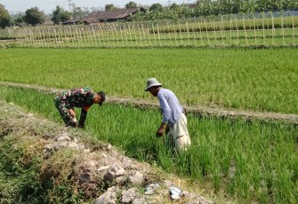 Serma Lalu Gde Agus Turut Membantu Melakukan Penyiangan Tanaman Padi Lahan Sawah