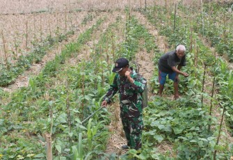 Jaga Keharmonisan Dengan Warga, Anggota Satgas TMMD ke- 106 Bantu Petani Semprot Tanaman