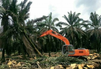  Program Peremajaan Kelapa Sawit