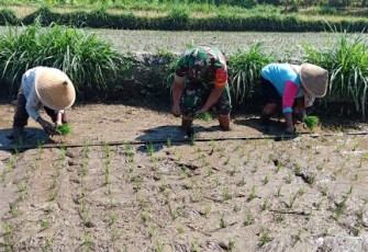 Babinsa Manisrenggo Bahu Membahu Dengan Petani Saat Tanam Padi  