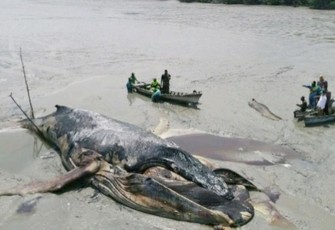 Paus Raksasa ditemukan Membusuk di Pantai Bakau Silau Laut