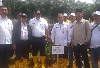 Bupati Aceh Singkil Dulmursid saat meresmikan penanaman perdana peremajaan sawit rakyat di Desa Srikayu Kecamatan Singkohor daerah setempat.