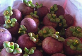 Varietas Manggis “Ratu Kamang” Terbaik di Indonesia
