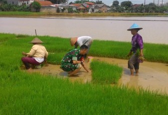 Babinsa Turun ke Sawah Bantu Petani Cabut Benih Padi