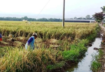 Hasil Panen Bagus Jalanpun Bagus