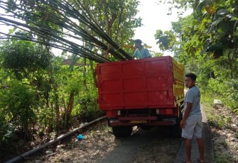 Bambu Mulai Diambil dari Hutan