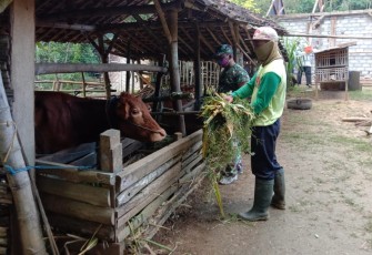 Pemberian Makan yang Benar Jaga Kesehatan Ternak