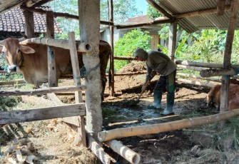 Jumari Jaga Kebersihan Kandang Agar Sapi Piaraannya Sehat