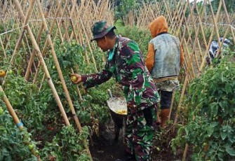 Babinsa Komsos Dengan Petani Tomat