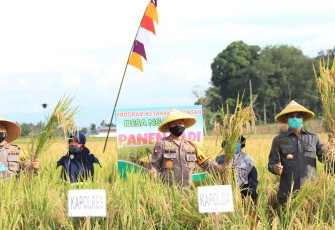 Kapolres dan Bupati Mura Panen Padi dan Buah Belimbing Bersama Kapolda Sumsel