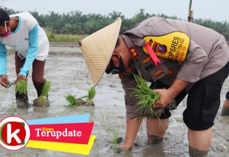 Kapolres Batu Bara saat Tanam Bibit Padi di sawah warga
