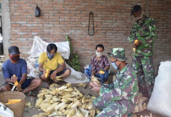 Pengupasan Jagung