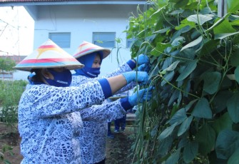 Ranting E Cabang 1 Korcab Pasmar 2 Yonmarhanlan VIII Bitung Panen Hasil Kebun