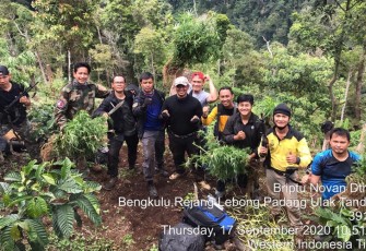 Ladang Ganja di Rejang Lebong