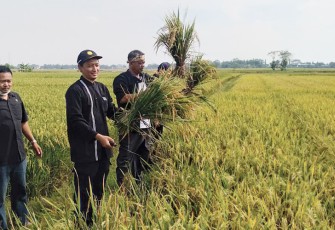 Panen padi oleh UPTD Balai Benih Dinas Pangan dan Pertanian Kabupaten Purwakarta