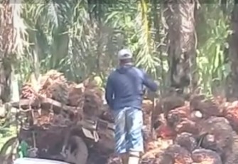 Penggarap Eks HGU Tetap Lakukan Aktivitas di Atas Lahan Milik Negara