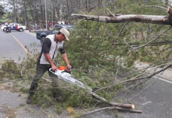 Team DLH Kota Bengkulu Saat Evakuasi Pohon Tumbang