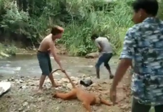 Polisi Tangkap Pelaku Penyiksaan Satwa Langka di Sumbar